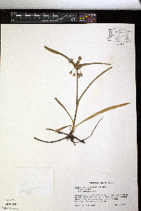 Tradescantia subaspera image