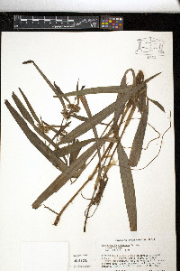 Tradescantia subaspera image