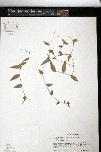 Tripogandra multiflora image
