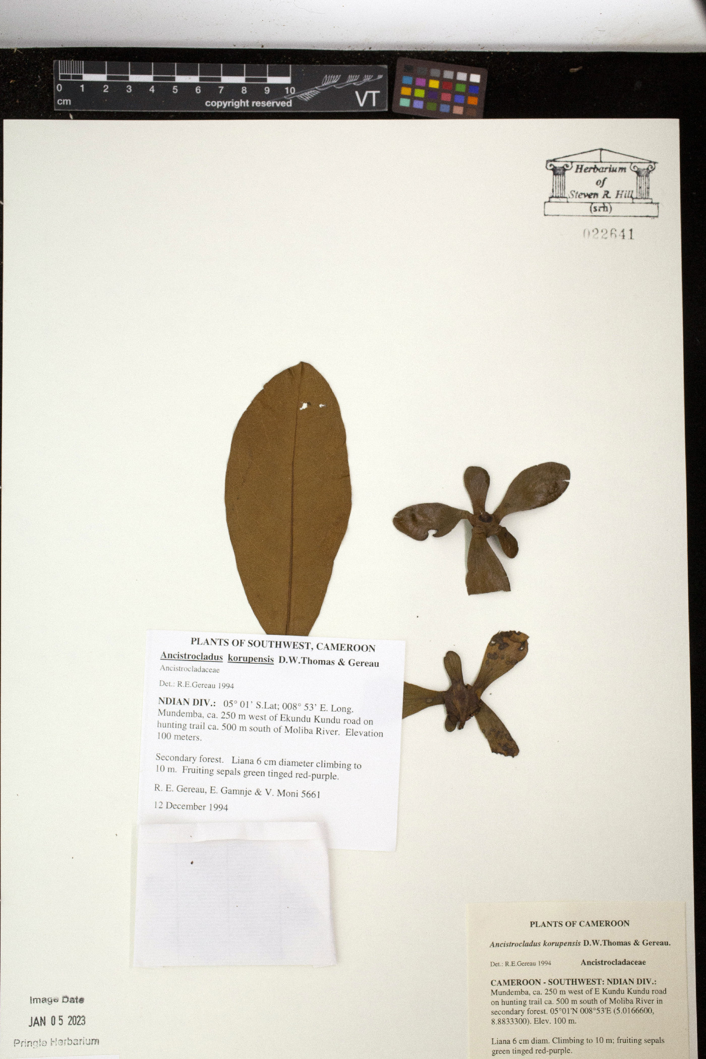 Ancistrocladus korupensis image