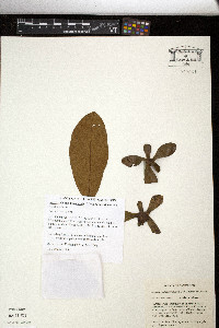 Media resource of Ancistrocladus korupensis