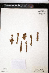 Penaea mucronata image