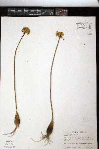 Allium tricoccum image