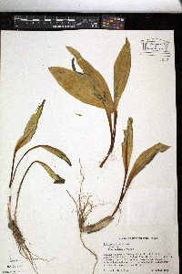 Allium tricoccum image