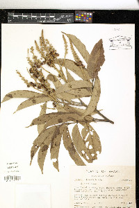 Tachigali paniculata image