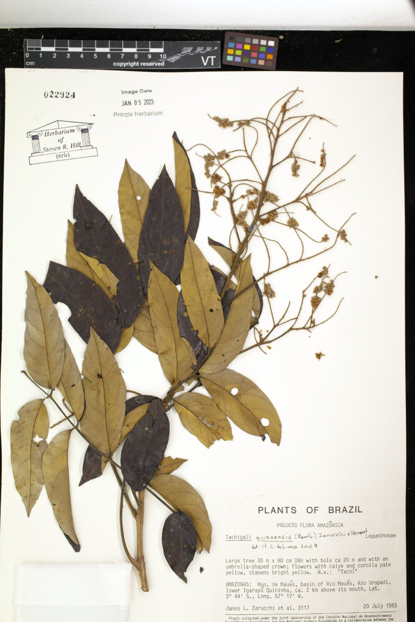 Tachigali guianensis image