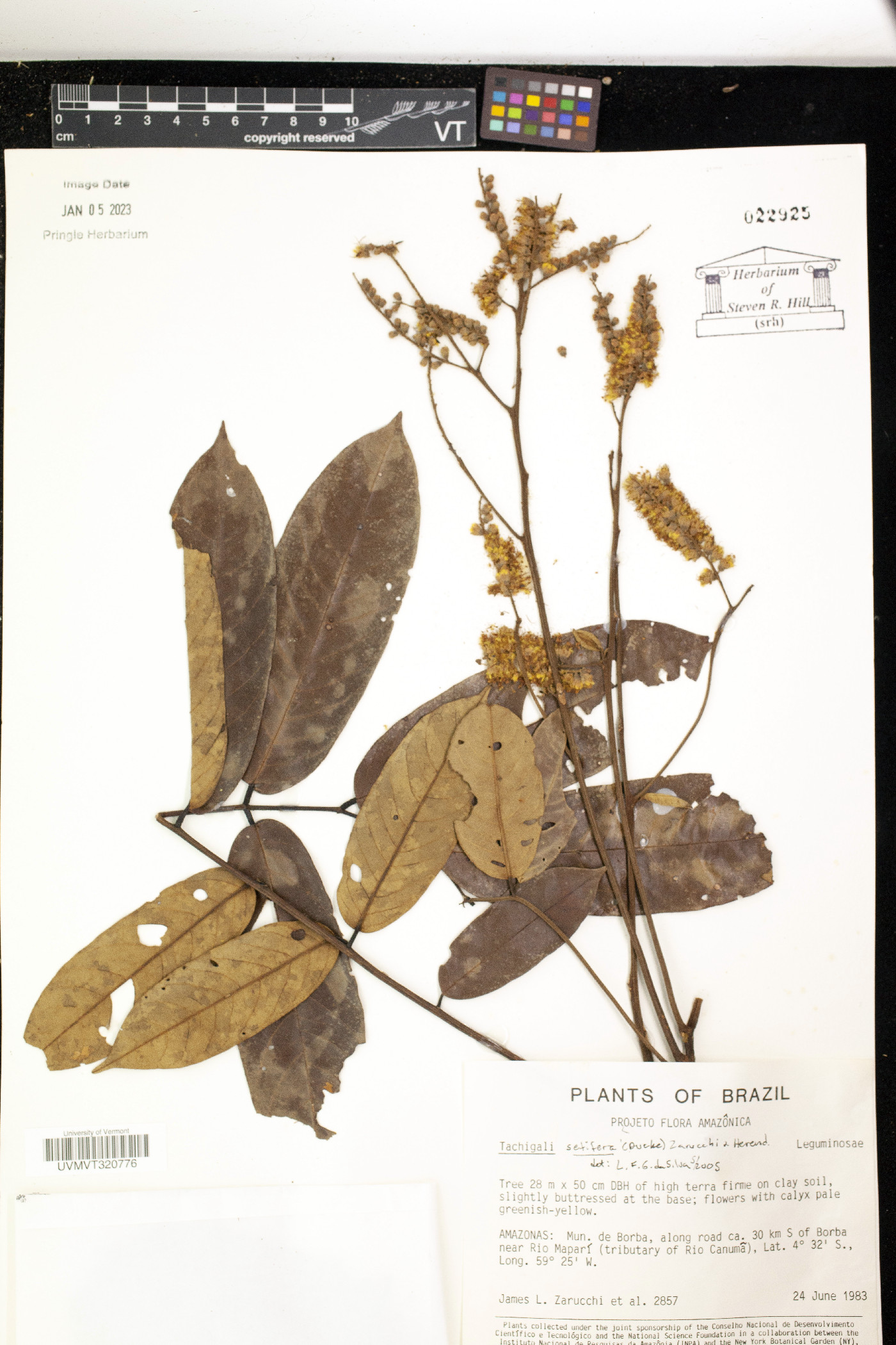 Tachigali setifera image
