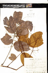Tachigali bracteosa image