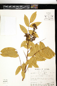 Machaerium leiophyllum image