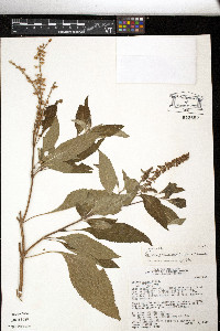 Ocimum gratissimum subsp. gratissimum image