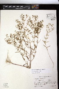Trichostema setaceum image