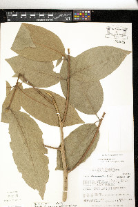 Guarea grandifolia image
