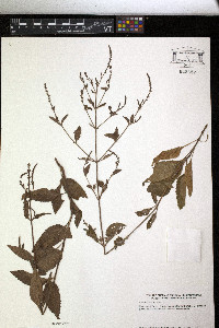 Verbena scabra image