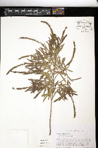 Verbena simplex image