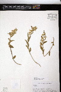 Hybanthus calceolaria image