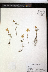 Viola pedatifida image