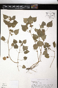 Viola striata image