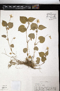Viola striata image