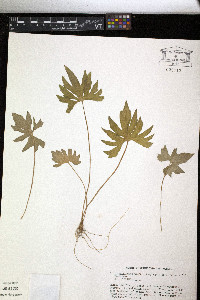 Viola subsinuata image