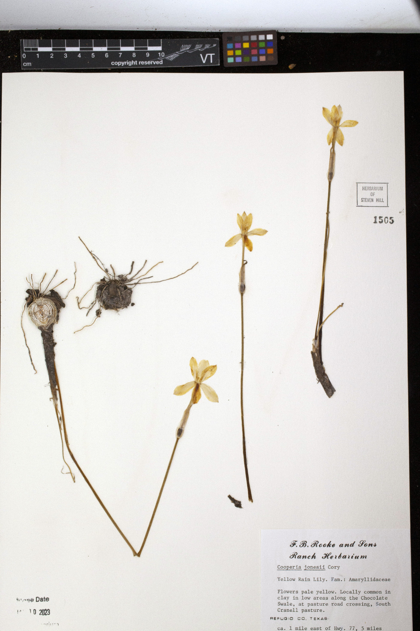 Cooperia jonesii image