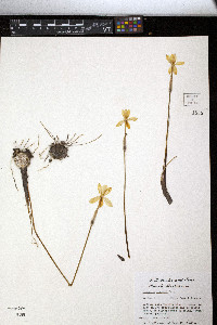 Cooperia jonesii image
