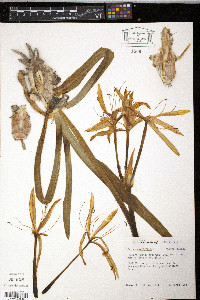 Crinum americanum image