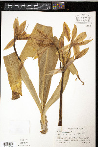 Crinum bulbispermum image