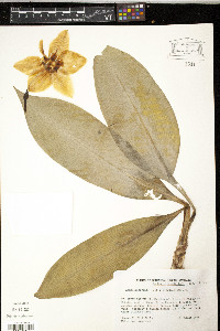 Eucharis grandiflora image