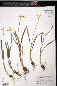 Galanthus nivalis image