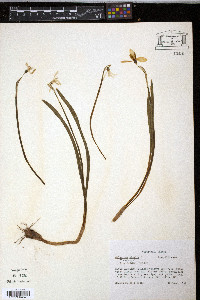 Galanthus nivalis image