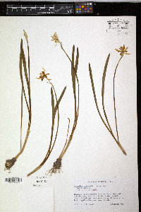Galanthus nivalis image