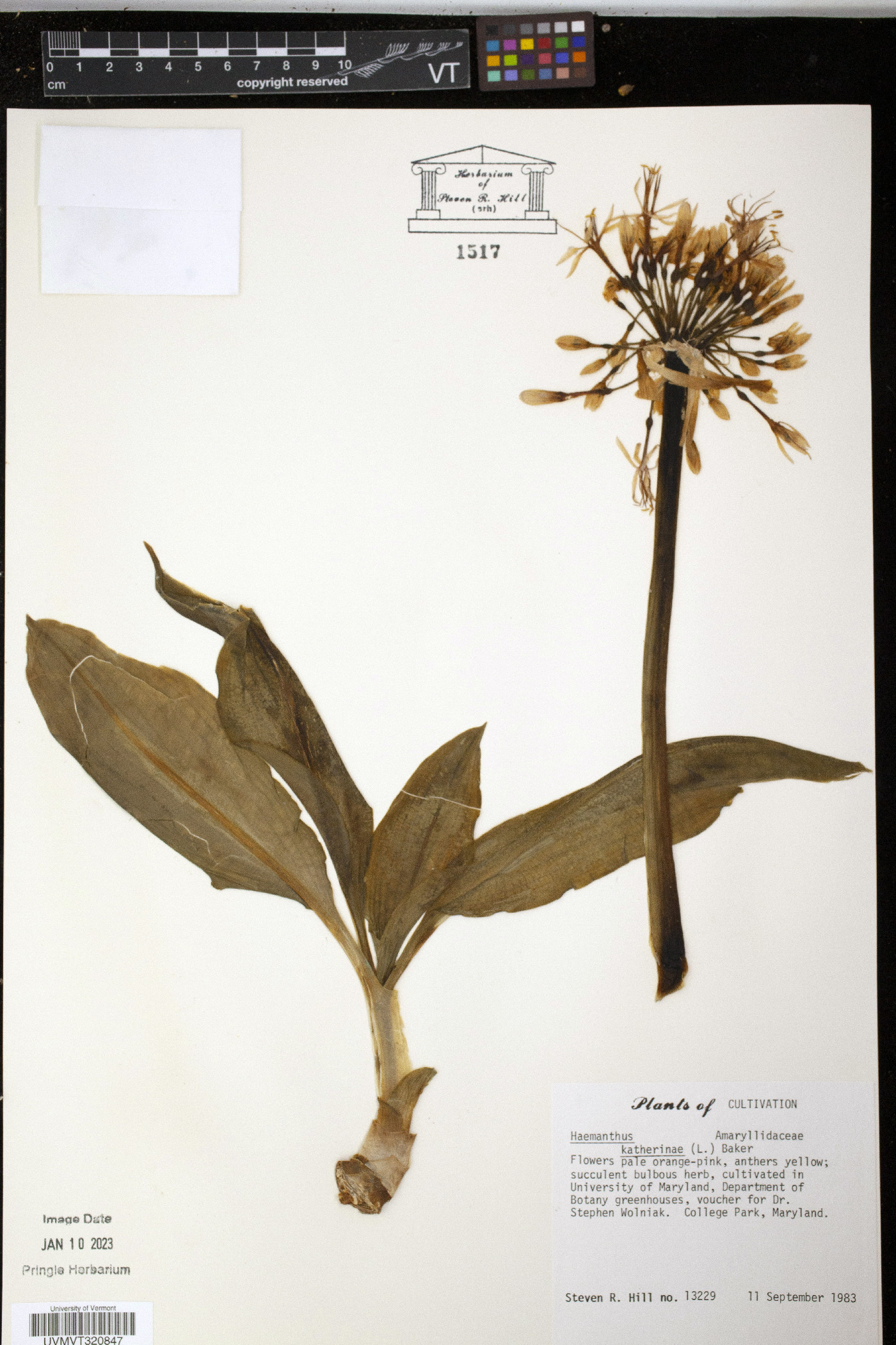 Haemanthus katherinae image