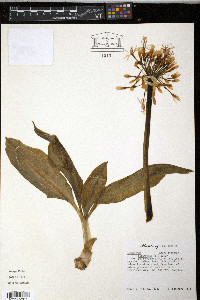 Media resource of Haemanthus katherinae