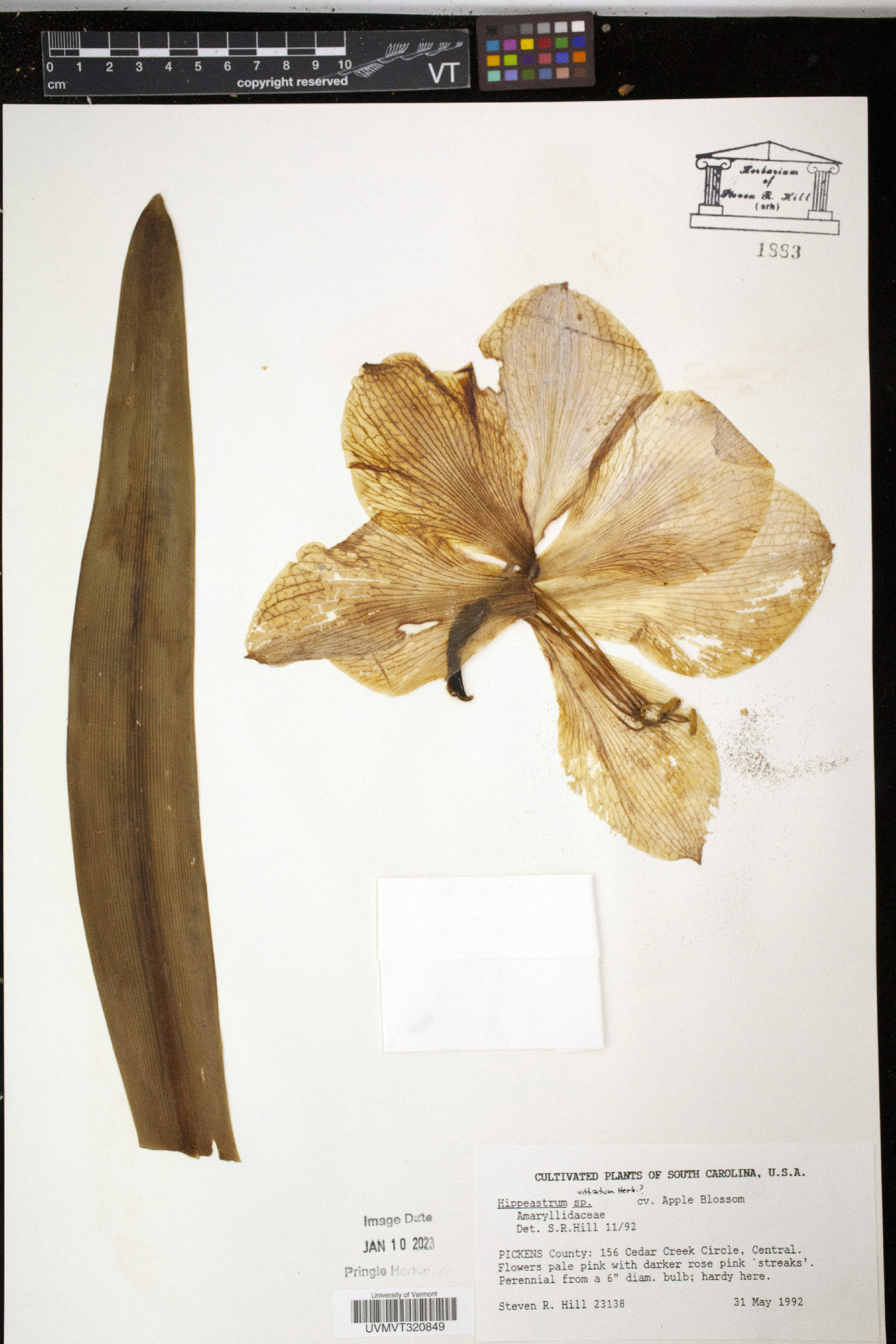 Hippeastrum vittatum image