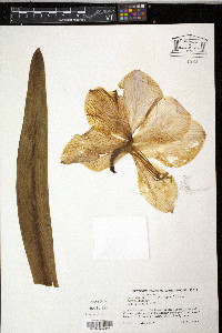 Hippeastrum vittatum image