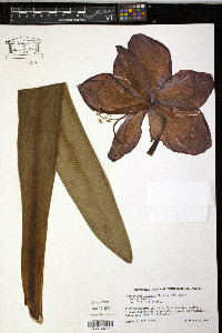 Hippeastrum vittatum image