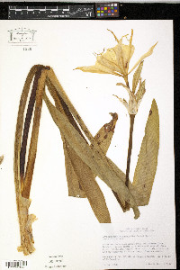 Hymenocallis coronaria image