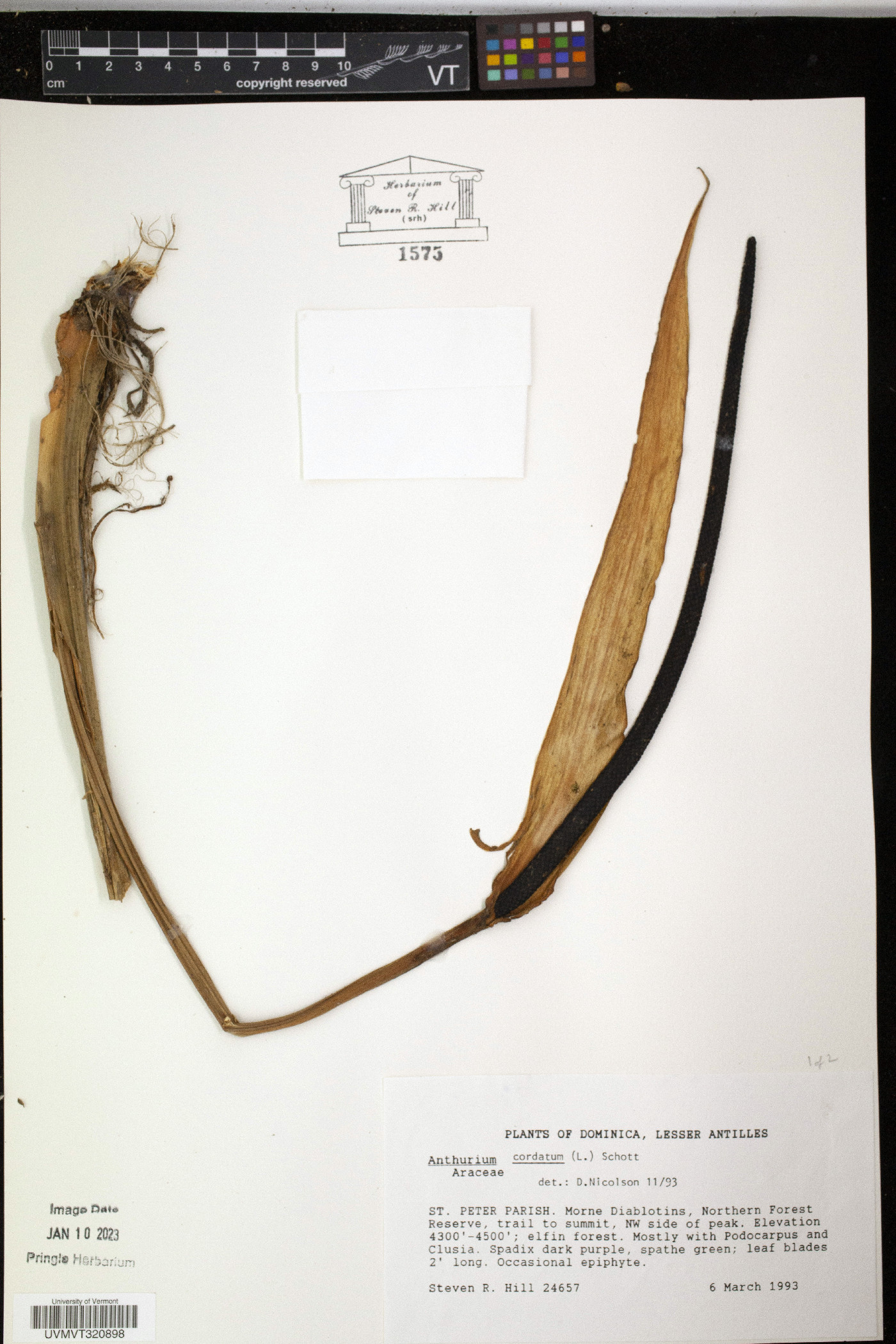 Anthurium cordatum image
