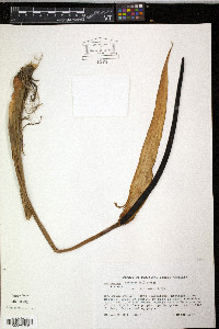 Anthurium cordatum image