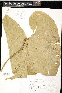 Anthurium cordatum image