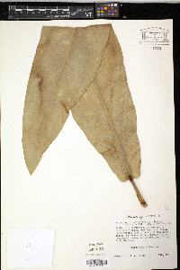 Anthurium crassinervium image