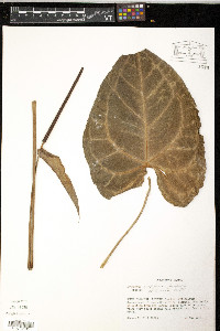 Anthurium crystallinum image