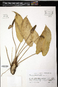 Anthurium dominicense image