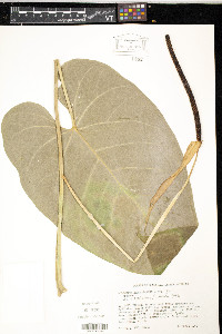Anthurium grandifolium image