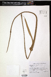Anthurium grandifolium image