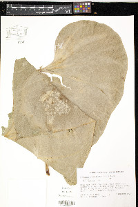 Anthurium grandifolium image