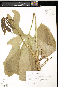 Anthurium palmatum image