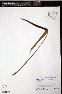 Anthurium palmatum image