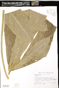 Anthurium palmatum image