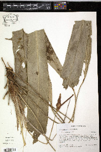 Anthurium protensum image
